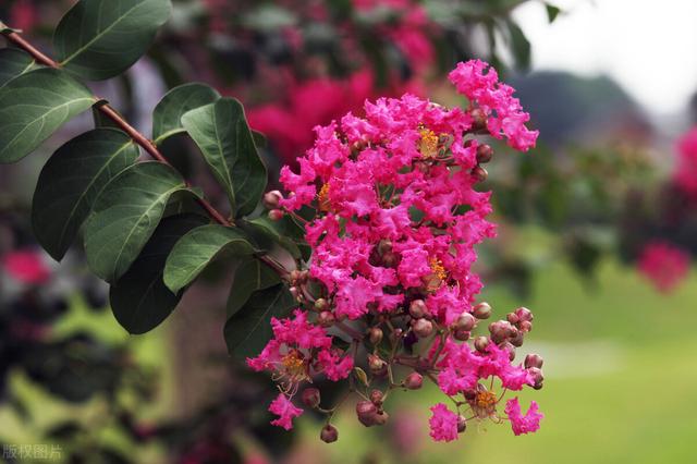 痒痒树是什么植物，痒痒树是什么植物（它在农村山上比较常见）