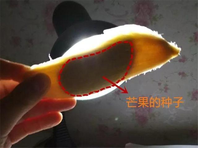 芒果种子怎么种，一个夏天就能长成小树苗