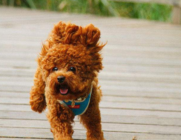 泰迪怎么训练，泰迪犬该如何训练