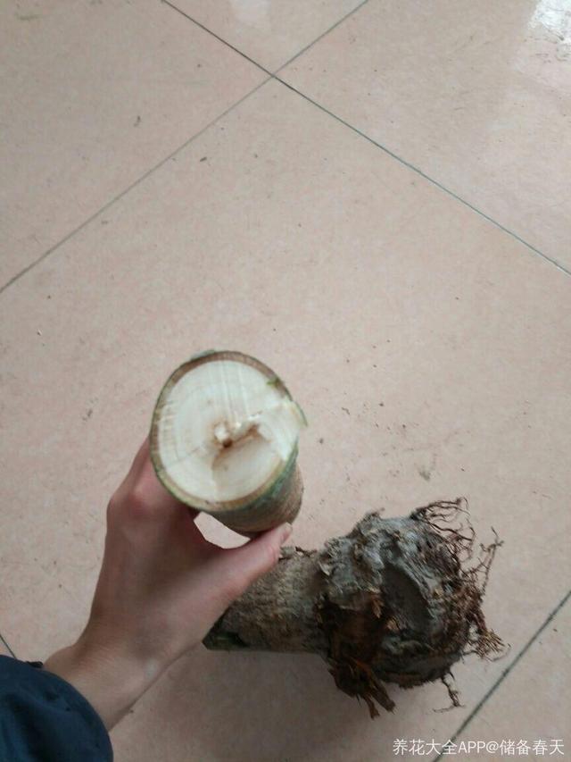 发财树可以扦插繁殖吗，发财树扦插繁殖方法（发财树养一盆就够了）