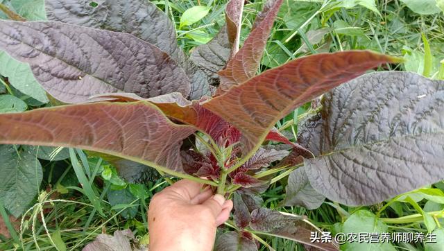 汉菜的作用和功效，汉菜的功效与作用（农村常见的苋菜为啥叫“长寿菜”）