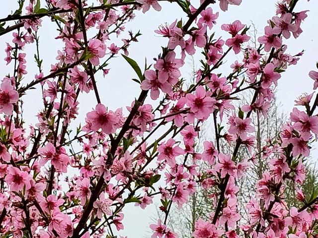 烂漫无比的造句有哪些，用山花烂漫造句（满树和娇烂漫红）