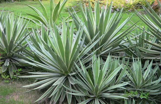 龙舌兰花怎么养,花卉龙舌兰怎样养护(家里养盆龙舌兰)