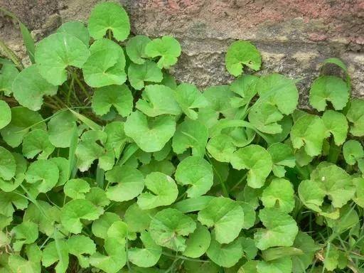 抗肿瘤中药万年青,客家地区常用的18种青草药 - 玉三网