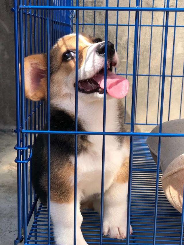 金毛犬，6种狗狗小时候和长大的对比（金毛犬的优缺点及性格）