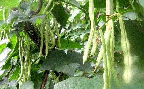 四,红芸豆的病虫害防治