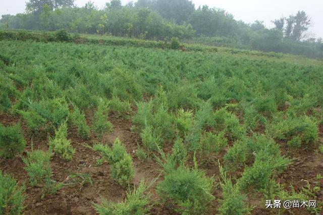 沙地柏和铺地柏的区别，沙地柏和铺地柏的区别（教你如何区别铺地柏和沙地柏）