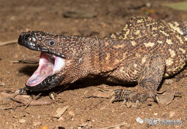 毒蜥的毒液从何而来,毒蜥蜴是什么(能分泌毒液的蜥蜴-墨西哥毒蜥)