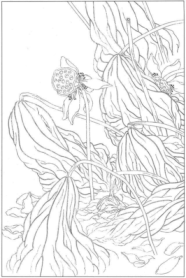 工笔荷花白描，高清工笔荷花白描 110幅