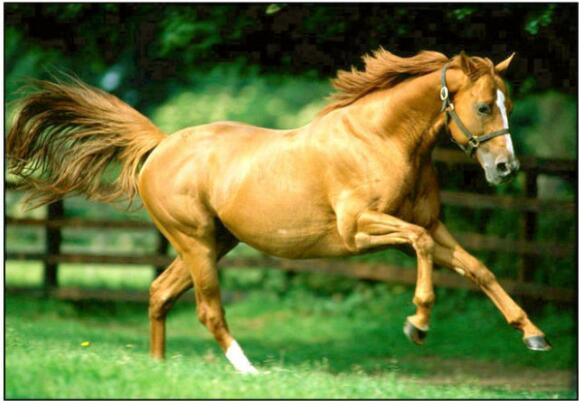 禄倒马斜速查表,三字经》新说