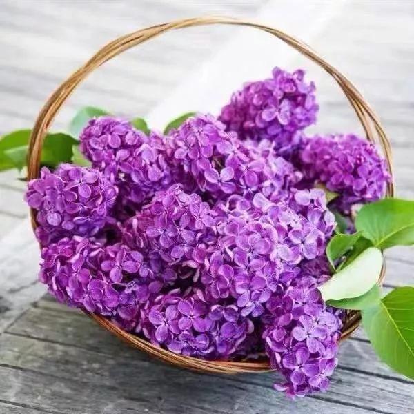 我国国花是什么花，中国国花是什么花（中国国花是什么花）