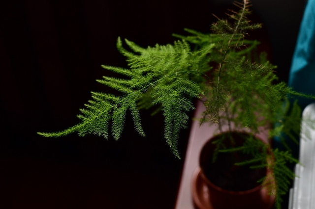 文竹盆景，学会4点，云竹蹭蹭冒新芽（文竹盆景图片大全欣赏）