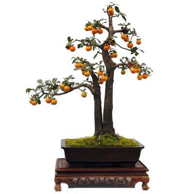 金弹子养殖与管理，想要金弹子更合盆