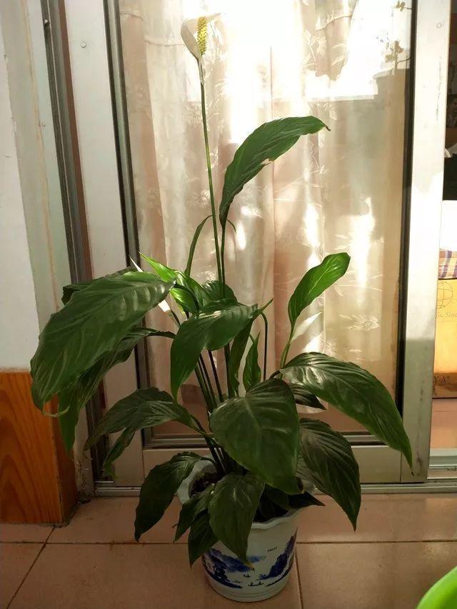 一帆风顺叶子下垂发软，一帆风顺叶子下垂发软发黄怎么办（这花天一冷就假死）