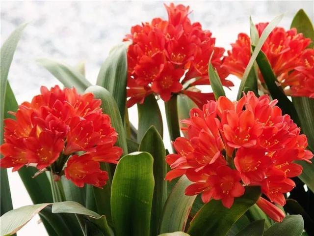 君子兰不开花怎么办才能开花，用“啤酒水”擦叶子