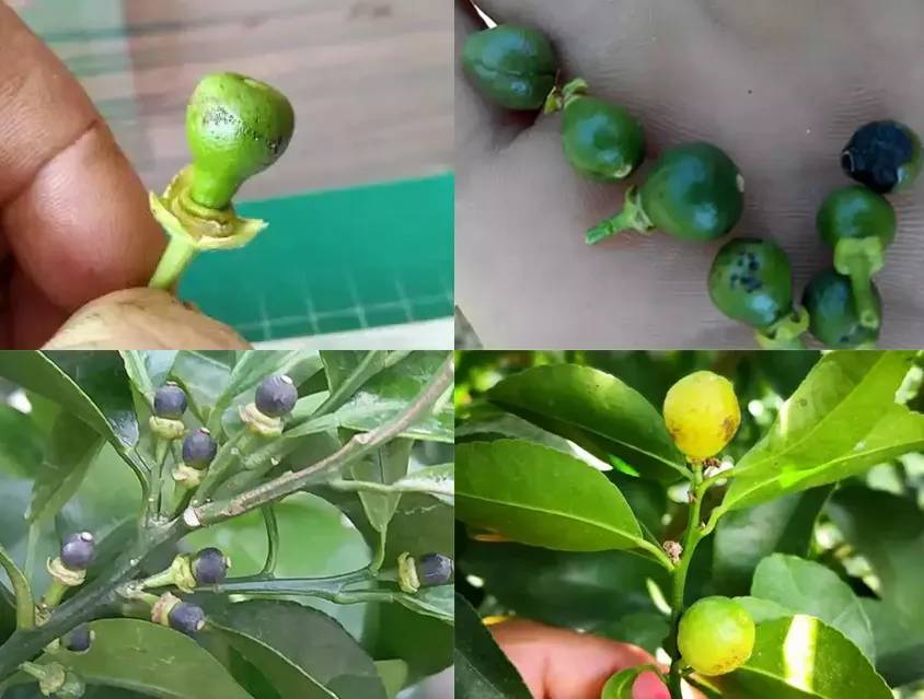 红线虫图片(柑橘出现黑果) - 去钓鱼