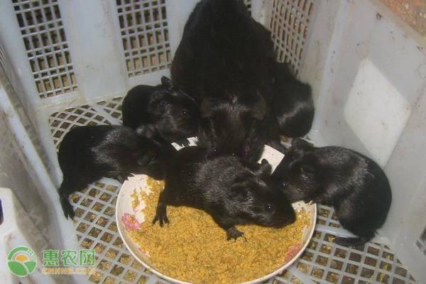 黑豚（黑豚鼠），有哪些养殖注意事项（中华黑豚鼠图片）