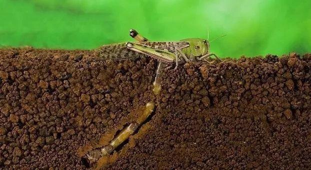 蝗虫为什么能在较坚硬的土壤中产卵，蝗虫产卵没在土里（又将会对中国造成什么影响）