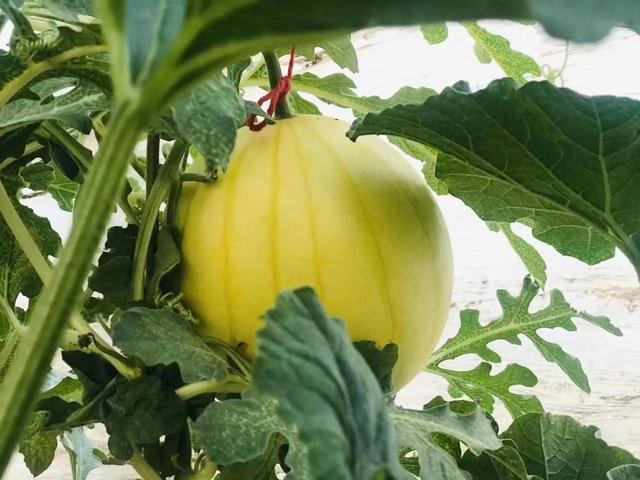 咸阳有什么好吃的特产，咸阳有什么特产小吃（咸阳各地人气特色美食都有哪些）