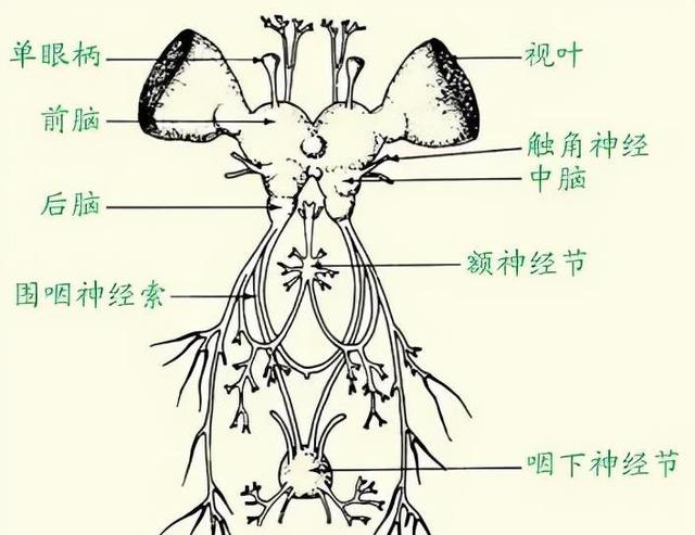 为什么大苍蝇会自己死，苍蝇什么情况下会死（苍蝇为什么总把自己的头弄下来玩）