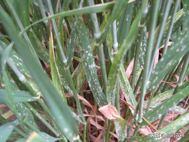 乙酸甲酯结构简式，对早疫病、白粉病、叶斑病特效