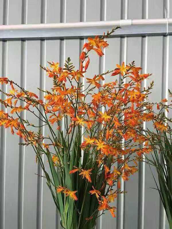 火焰兰，有多少人认识《火焰兰》属国家一级保护植物（火焰兰的花语及象征意义）