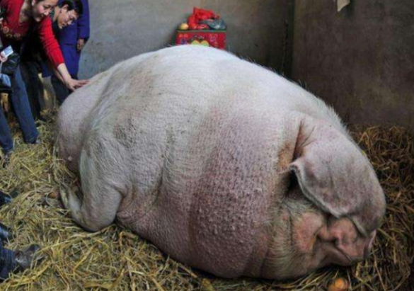 一头猪多少斤,今天大猪多少钱一斤啊(看看大爷养的