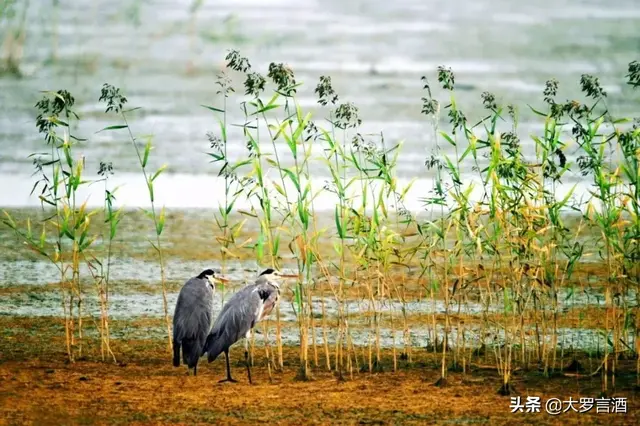 丹顶鹤的家乡在哪个省，丹顶鹤是哪个省的（丹顶鹤的故乡：辽宁盘锦）