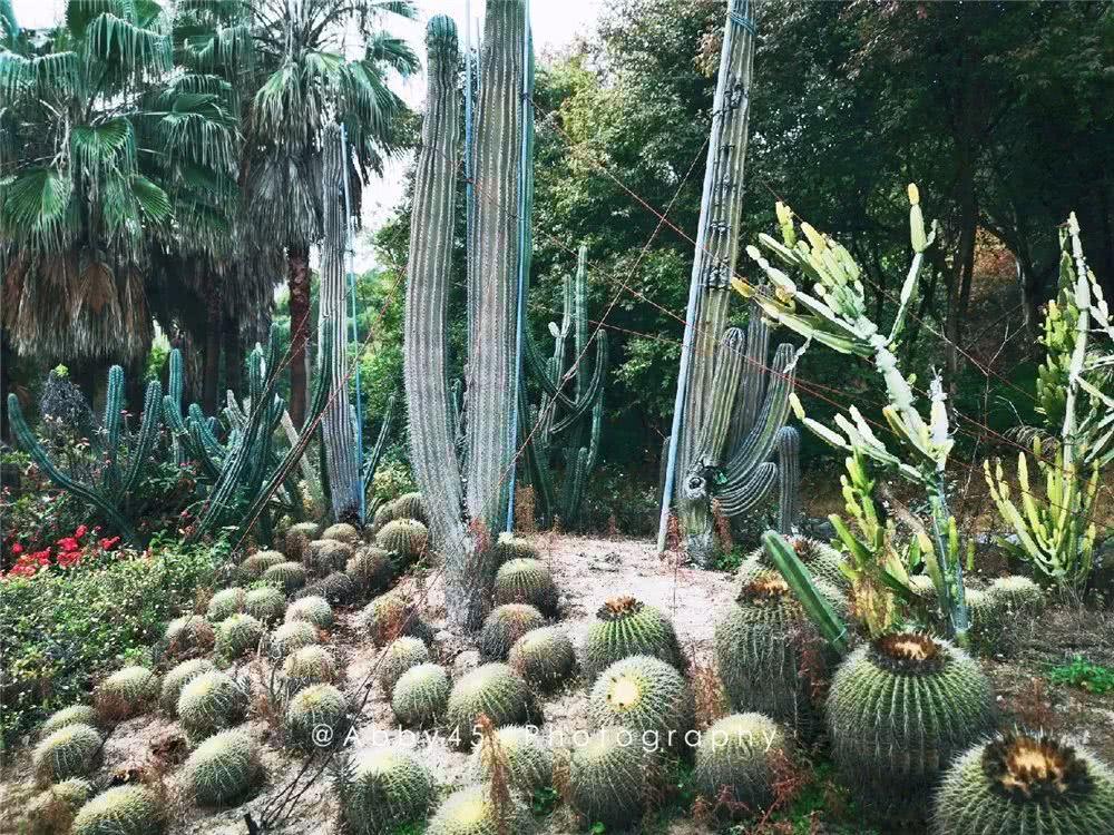 厦门海悦山庄酒店（还在景区人挤人赏花踏青）