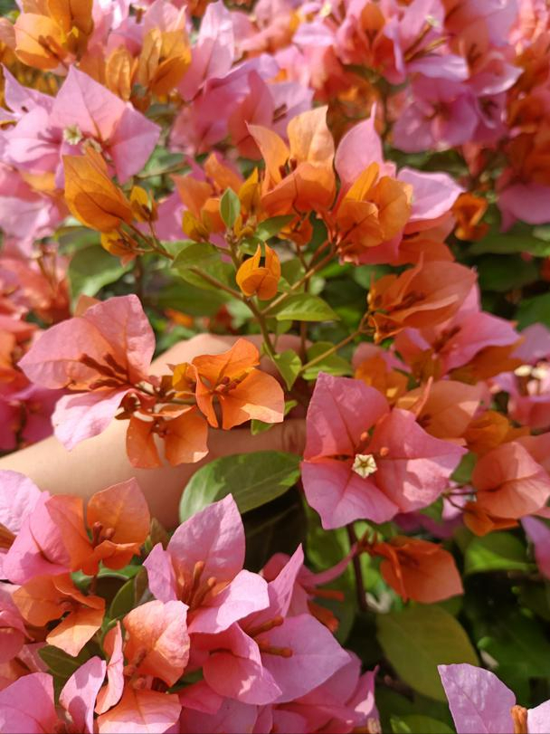 三角梅哪个品种最漂亮好看，三角梅哪个品种最勤开花？花开最美艳