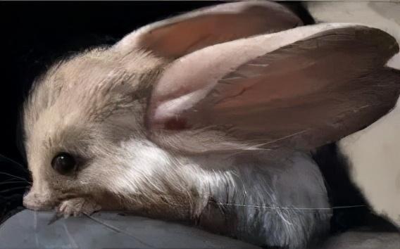 大象的耳朵有多大，大象的耳朵有多大图片（你绝对想不到是它）