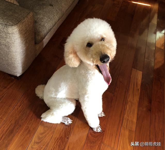 貴賓犬美容,貴賓犬美容圖片欣賞(巨型貴賓們剪毛前後對比)