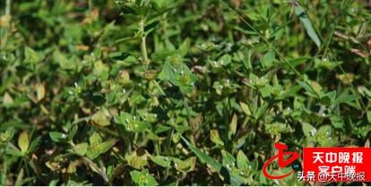 刺儿茶的功效与作用，刺儿茶的功效与作用及副作用（春天的馈赠 常见野菜大全）