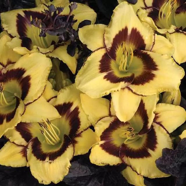 萱草有哪些不同的品种，萱草品种名称怎么查（黄花菜也只是它的一个品种）