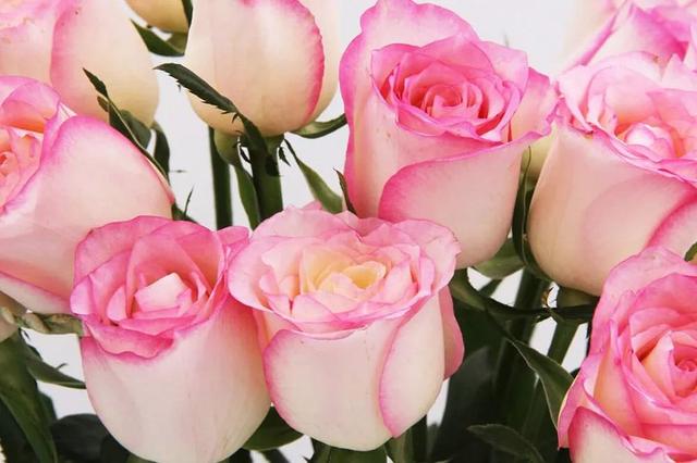 各种玫瑰花的含义，各色的玫瑰花有什么含意（一篇文章认全花店必备80种玫瑰花）