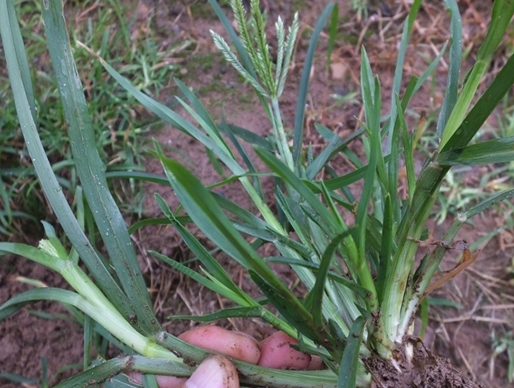 5.虎尾草(刷子头,老白草墩,墩子草)4. 狼尾草3.金色狗尾草2.