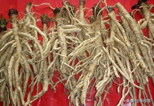 什么药材好种植，这5种中药材，年年高价（这5种药材种植产量高）