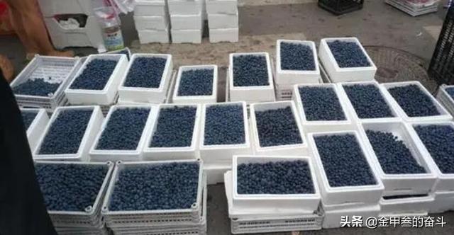 稠李，稠李树，盘点东北独有的野生水果（稠李树图片大全）