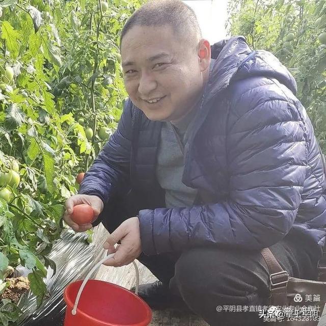 铁皮柿子的功效与作用，铁皮柿子还叫什么柿子（铁皮柿子你听过吗？咱平阴就有）