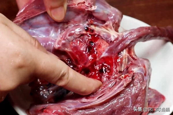 鸽子头能吃吗，鸽子汤为什么不能放姜（鸽子身上5个部位含有毒素）