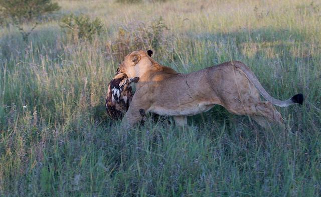 最大的犬科动物，世界上最大的犬科动物是什么（科学论证猫科和犬科谁厉害）