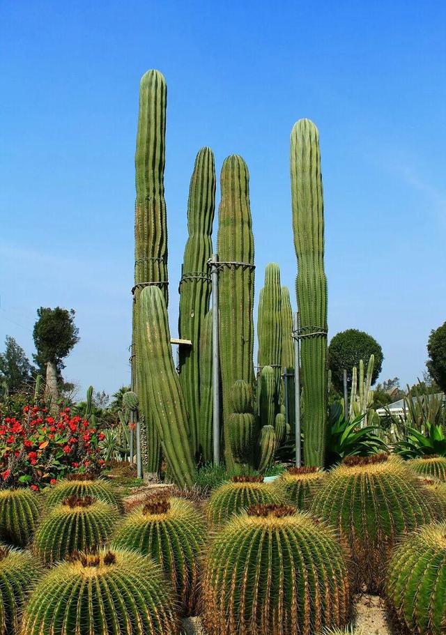 厦门万石植物园里有哪些植物，厦门万石植物园里有哪些植物花（种满多肉的植物园）