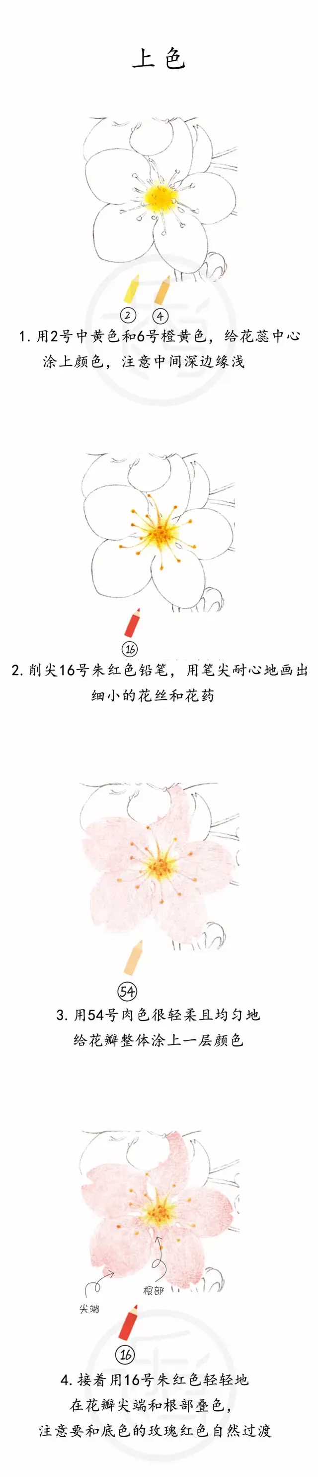 彩铅画樱花手抄报，彩铅——浪漫的吉野樱花