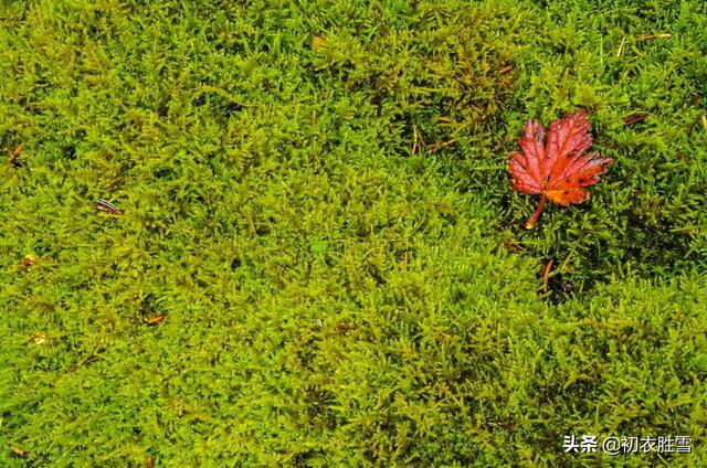初冬是几月，初冬是几月在古代怎么形容（诗词里初冬美丽的别称）