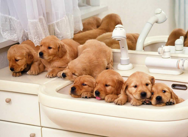 养狗需要做哪些方面的准备，养狗之前需要准备什么（养狗狗所需的“物品清单”）