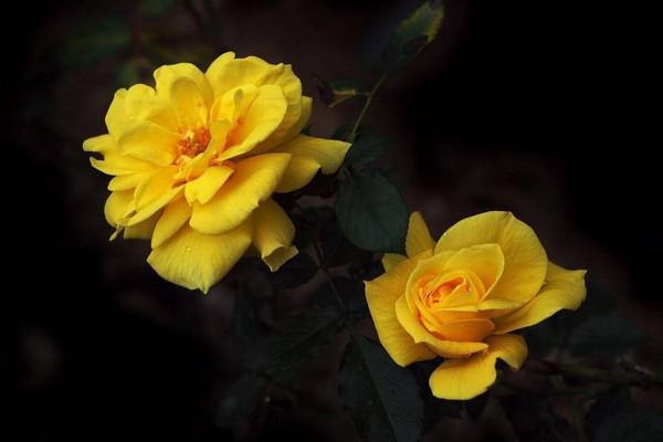 黄玫瑰的花语是什么意思，黄玫瑰的花语是什么（不同的颜色花寓意可能不同）