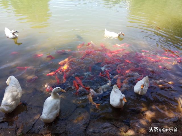 蝴蝶泉在哪里，蝴蝶泉在哪里打一个数字（大理蝴蝶泉没有真蝴蝶）