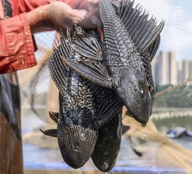 清道夫鱼为什么没人吃，清道夫鱼为啥不能吃（清道夫中国泛滥成灾）