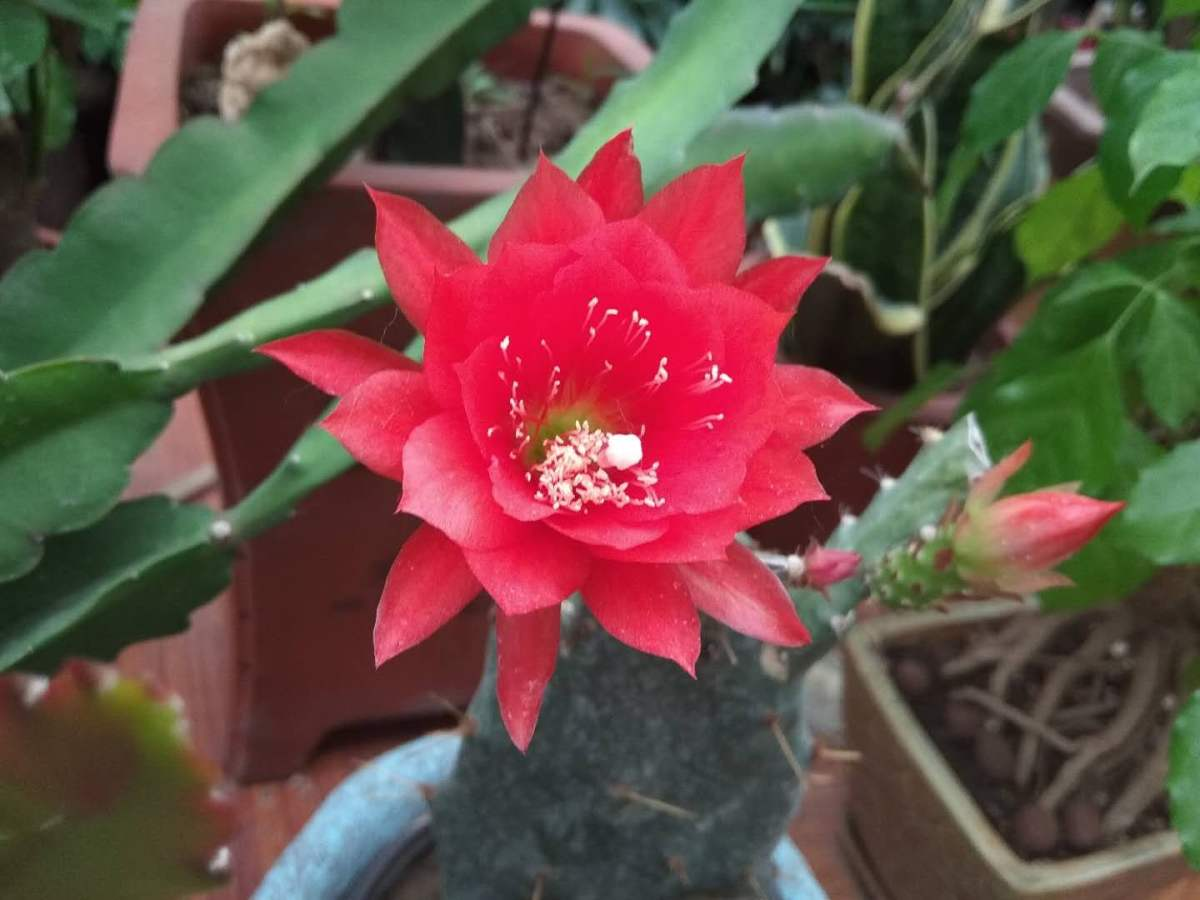 令箭荷花的养殖方法和注意事项，令箭荷花的养殖方法（开出一片“荷花海”）