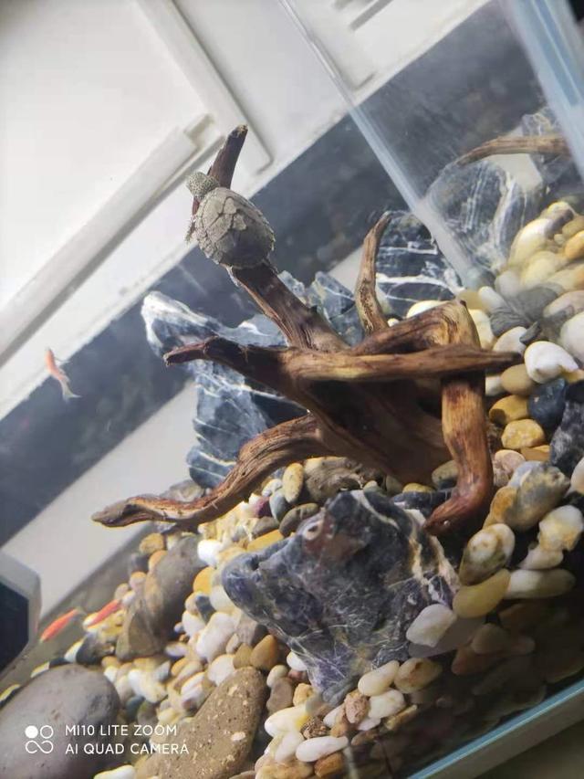 鱼缸底部铺什么好，鱼缸底部铺卵石养什么鱼（如何挑选一个合适自己的鱼缸）